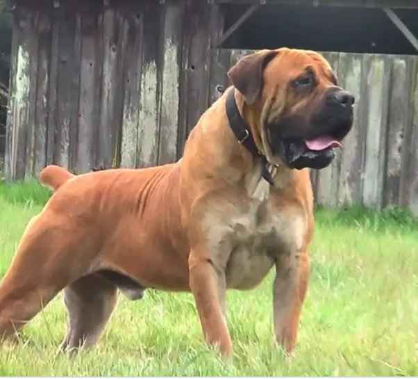 Can Boerboel Kill a Lion? • Support Wild