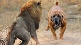 Can Boerboel Kill a Lion?