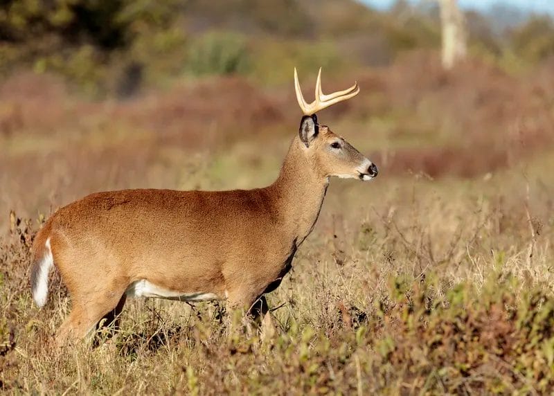 Can Deer Contract Rabies