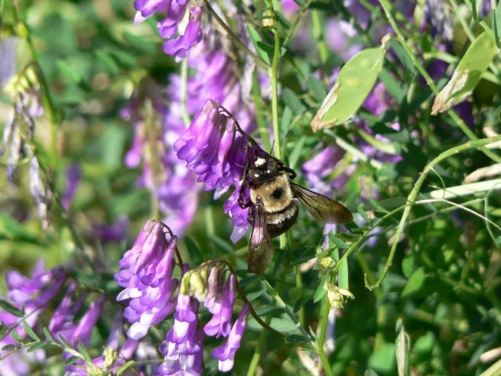 Do Deer Eat Hairy Vetch? • Support Wild