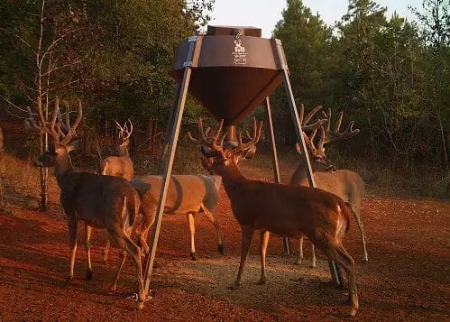 Can Deer Feeders Scare Big Bucks