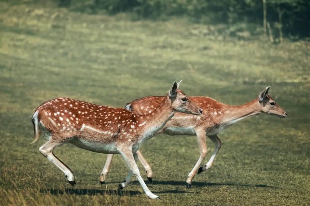 Can Deer Run With a Lung Shot
