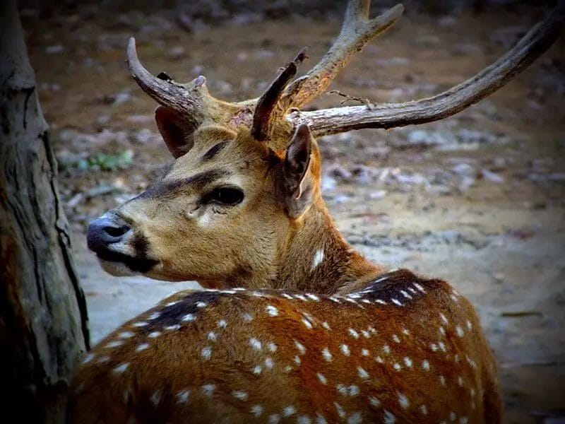 Can Deer Smell Beer