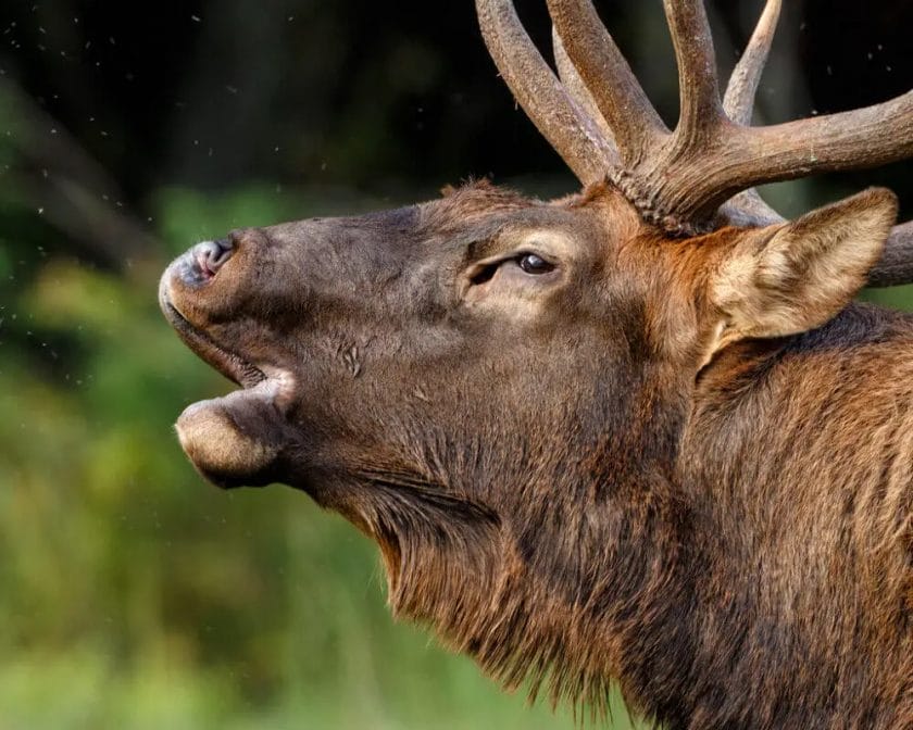 Can Deer Smell Human Urine