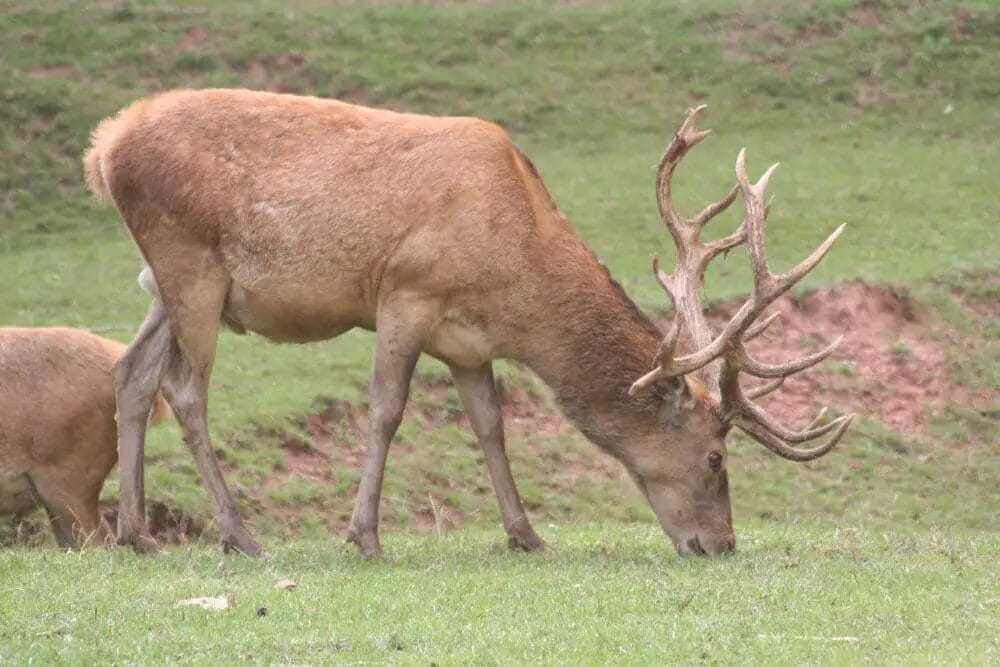 Can Deer Smell Human Urine? • Support Wild