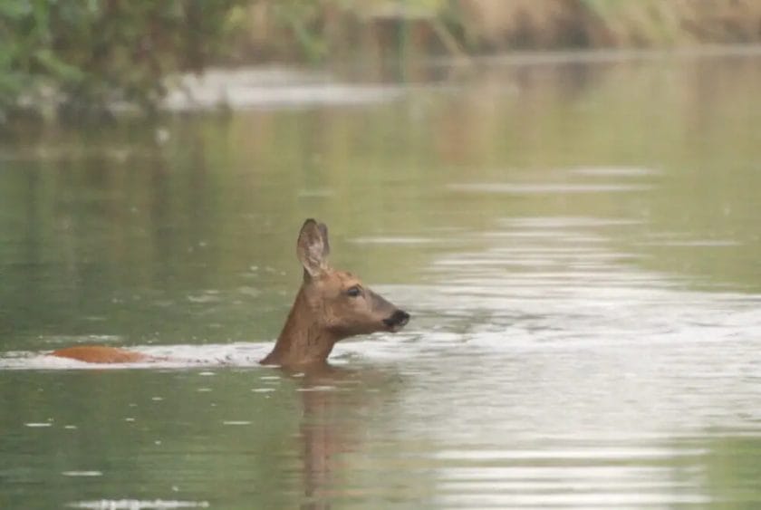 Can Deer Swim Across Rivers