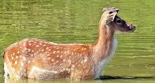 Can Deer Swim Across a River