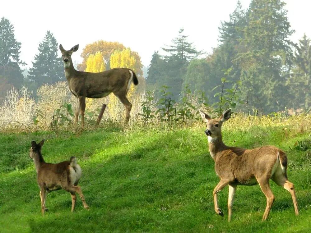 can-deer-see-green-light-support-wild