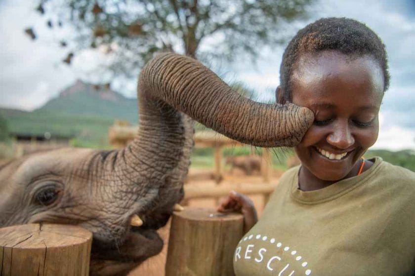 Can Elephants Bond With Human