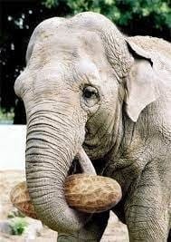 Can Elephants Eat Peanuts