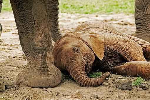 Can Elephants Get Up if They Fall