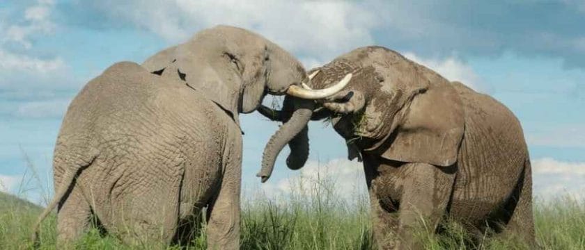 Can Elephants Kill Themselves