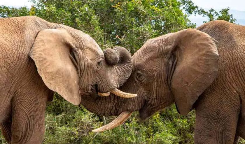 Can Elephants Kill Themselves