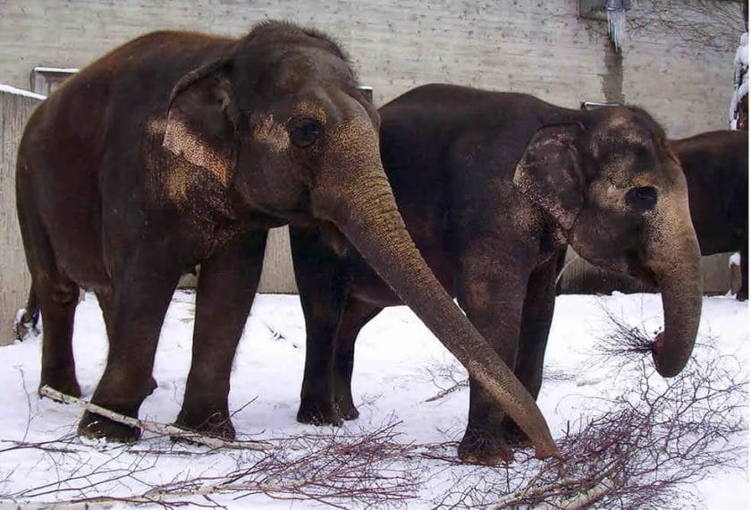 Can Elephants Survive Frost