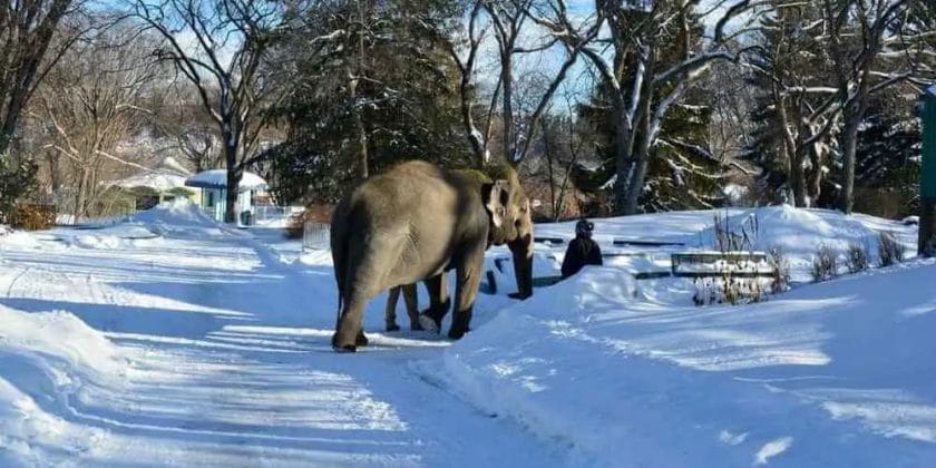Can Elephants Survive Frost
