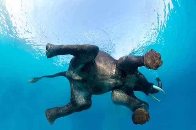 Can Elephants Swim Underwater