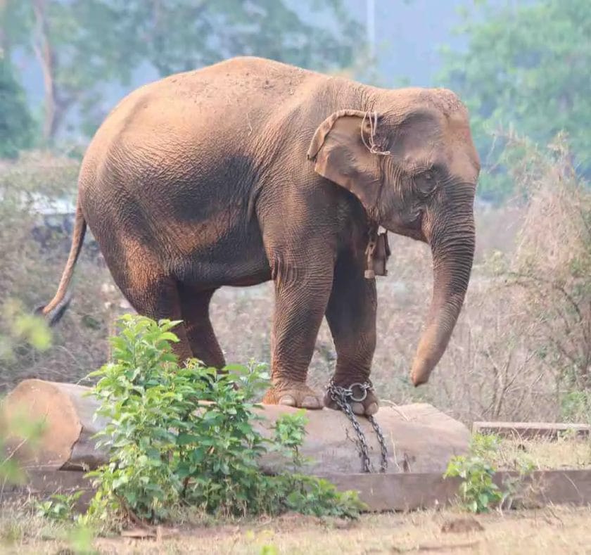 Can Elephants Walk Backward