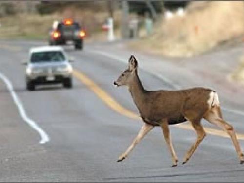 Can Hitting Deer Cause Transmission Problems