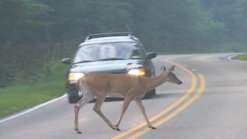 Can Hitting a Deer Cause Transmission Problem