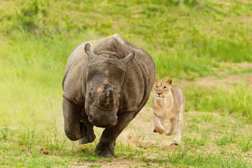 Can Lion Kill Rhino
