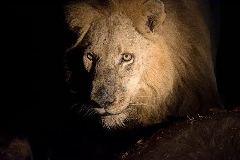 Can Lions See in the Dark? • Support Wild