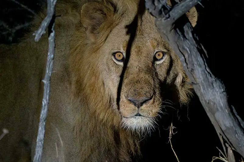 Can Lions See in the Dark?