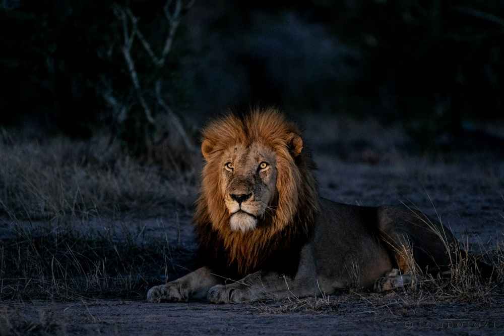 Can Lions See in the Dark?