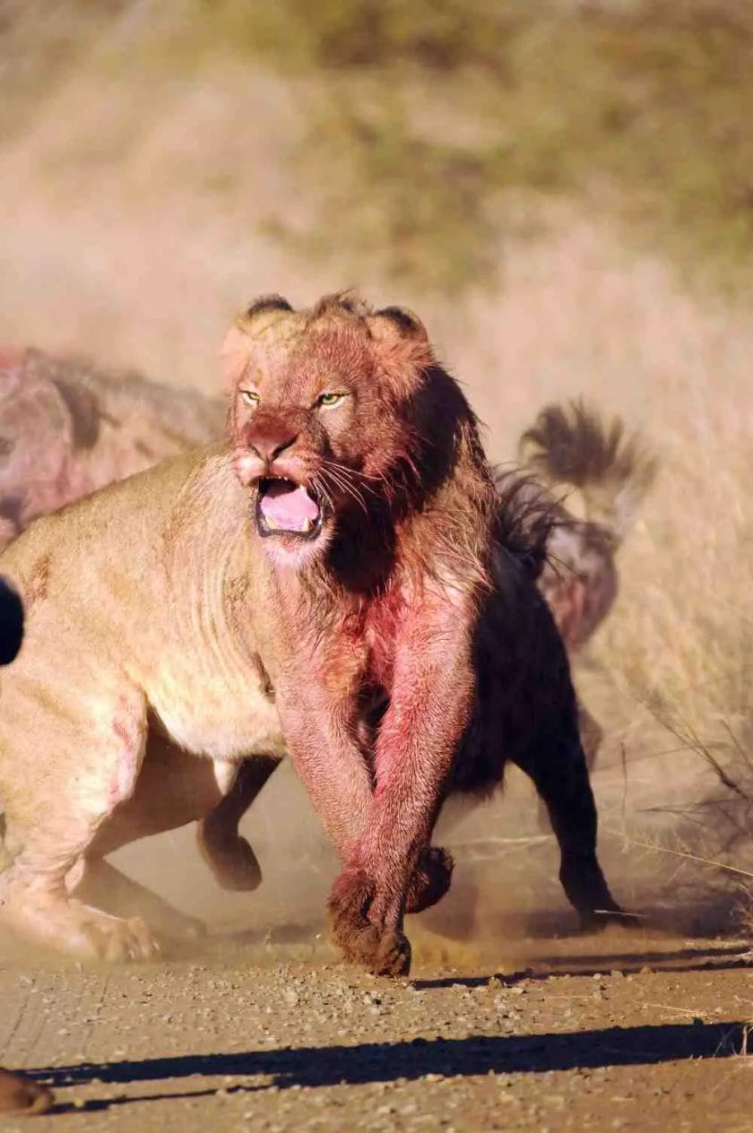 Can Lions Smell Blood?