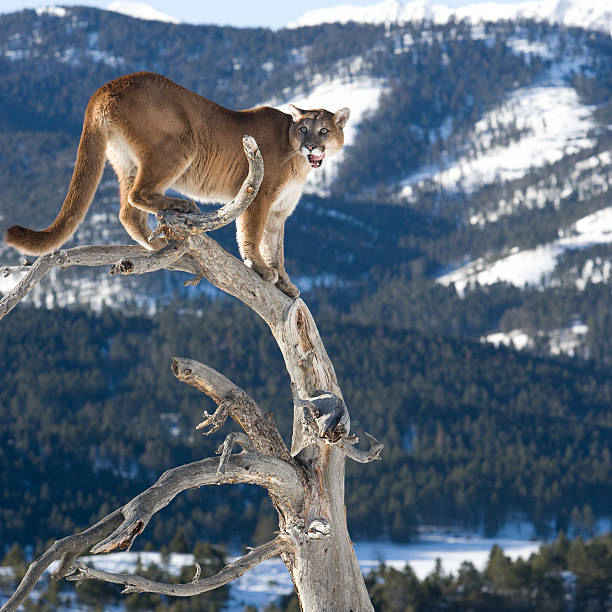 Can Mountain Lion Climb Trees?