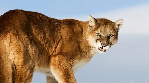 Can Mountain Lions Whistle