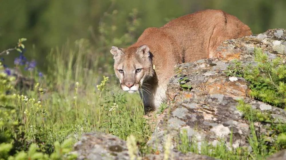 Can Mountain Lions Whistle