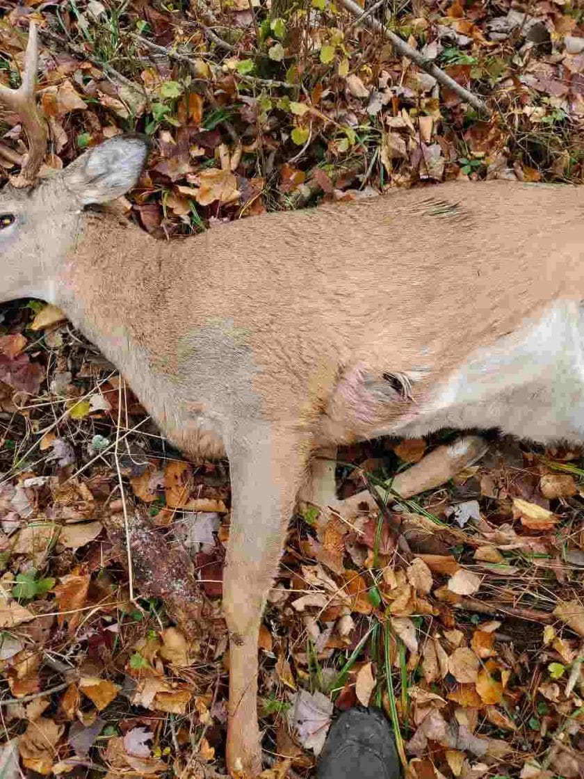 Can You Eat a Gut Shot Deer?