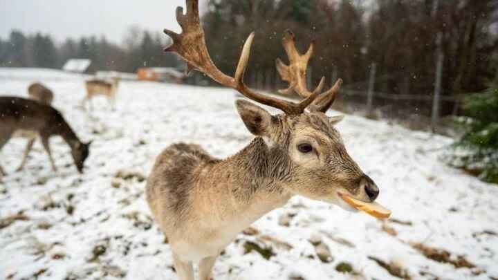 Can You Feed Deer Bread? • Support Wild