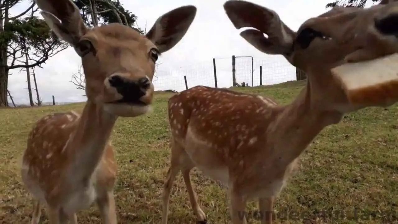 Can You Feed Deer Bread?