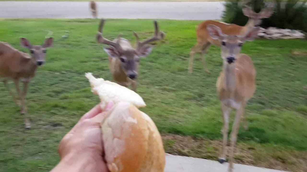 Can You Feed Deer Bread?