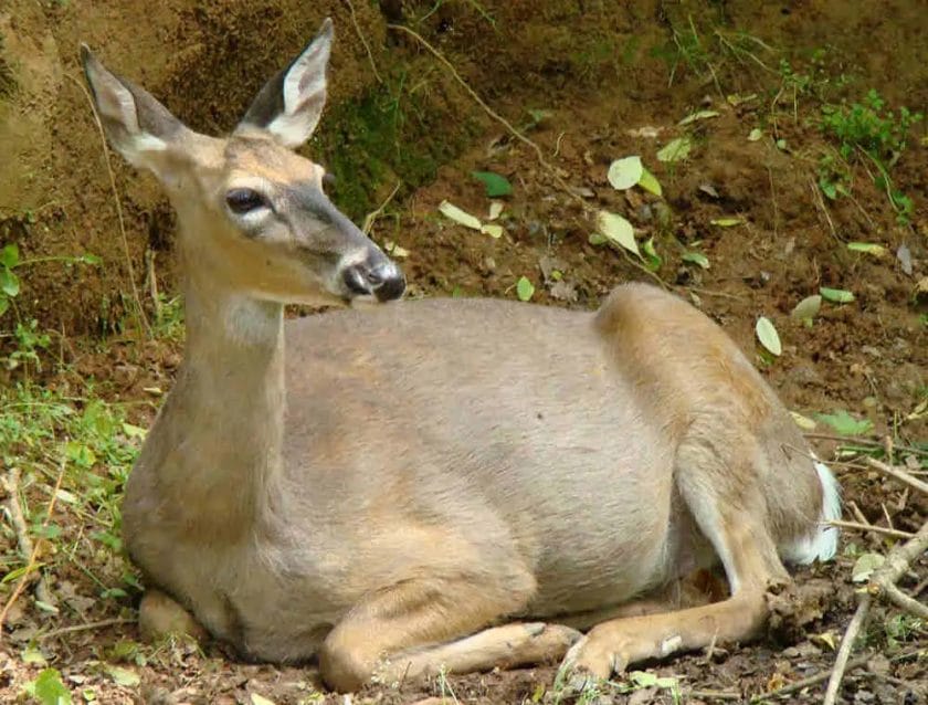 Can You Get Lyme Disease From Eating Deer?