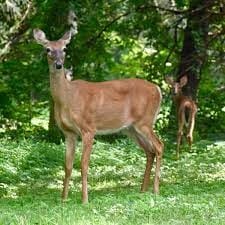 Can You Shine Deer in Wisconsin? • Support Wild