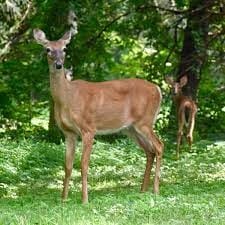 Can You Shine Deer in Wisconsin?