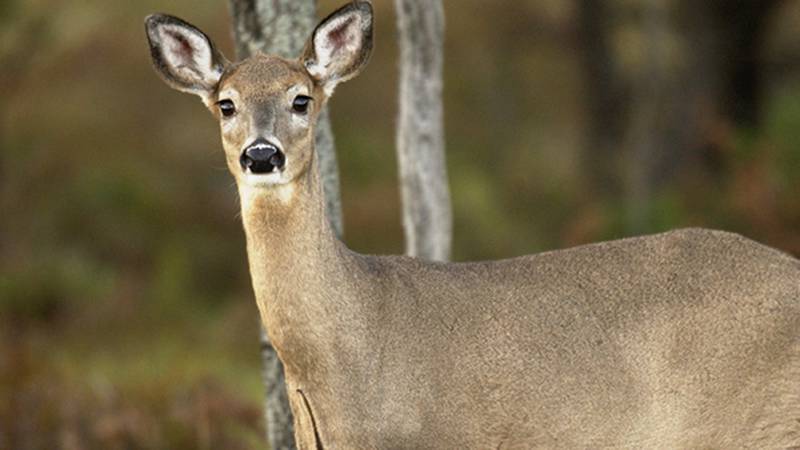 Can You Shine Deer in Wisconsin?