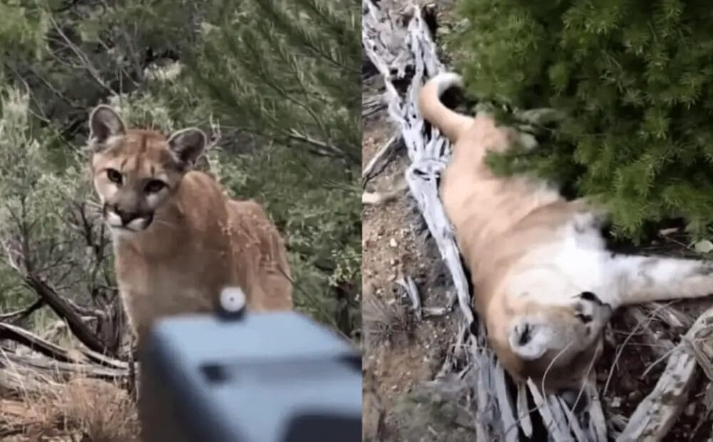 Can You Shoot a Mountain Lion in Self Defense?