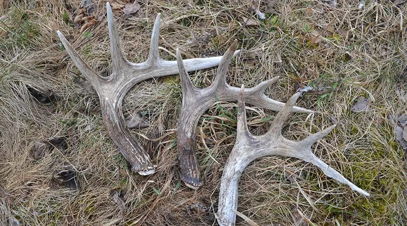 Can You Take Antlers Off a Dead Deer? • Support Wild