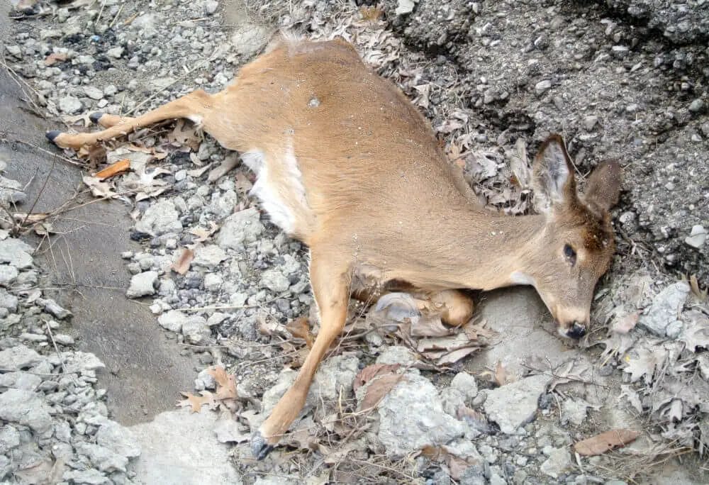 Can a 17 HMR Kill a Deer? • Support Wild