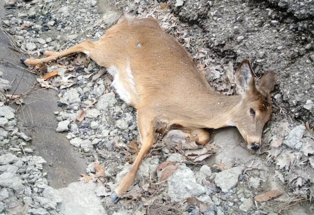 Can a 17 HMR Kill a Deer