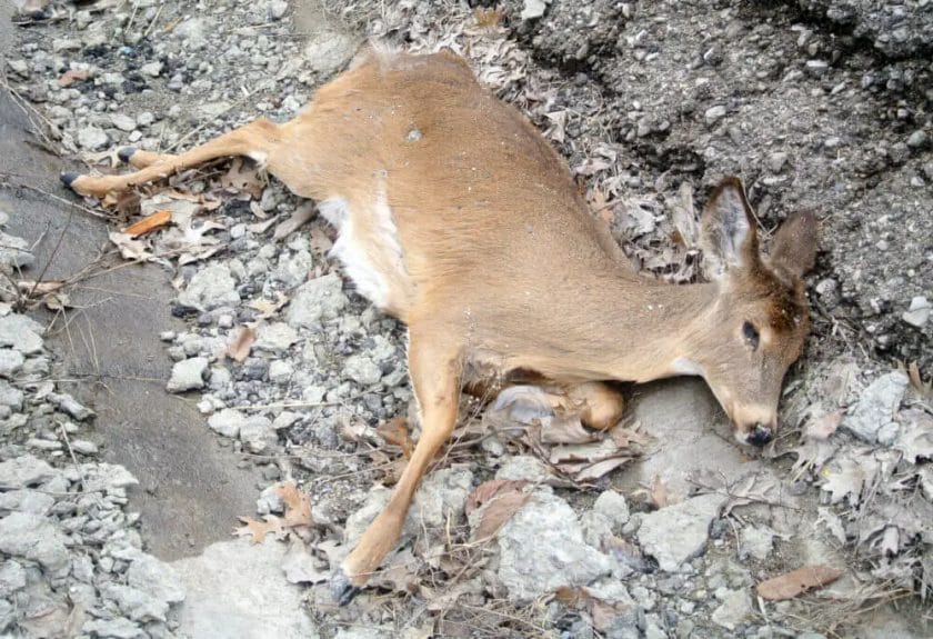 Can a 17 HMR Kill a Deer