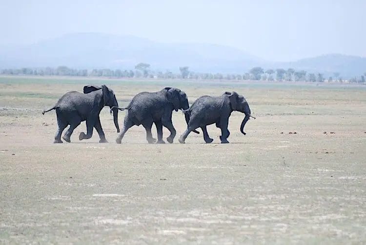 Can a Human Outrun An Elephant