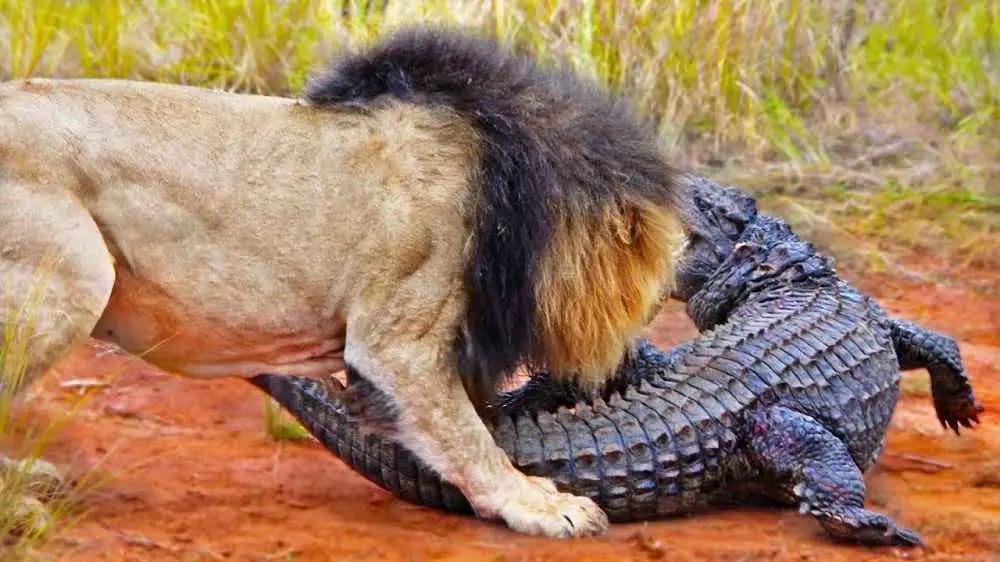 Can a Lion Kill a Crocodile? • Support Wild