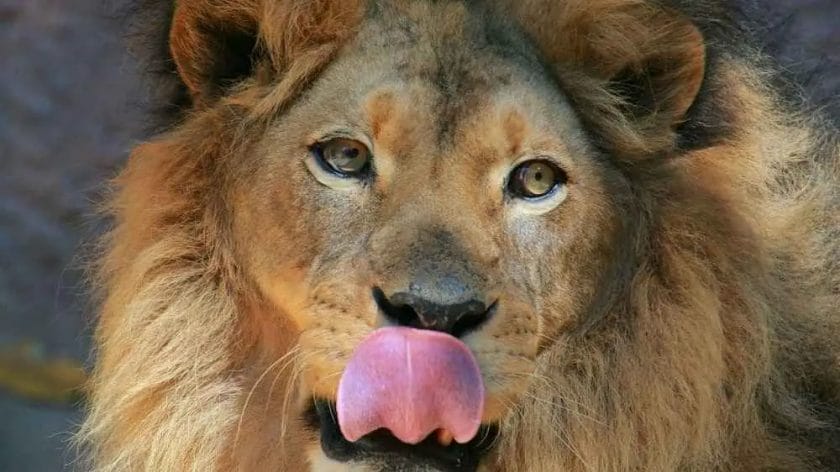 Can a Lion Lick Your Skin Off