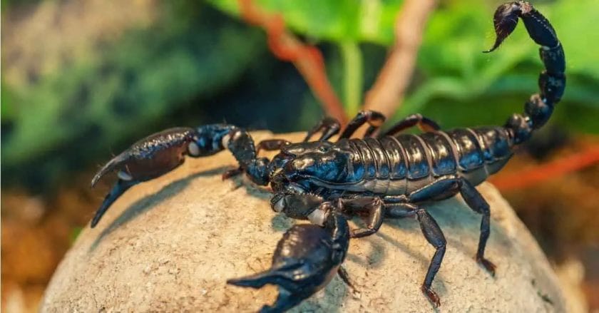 Can a Scorpion Kill a Lion?