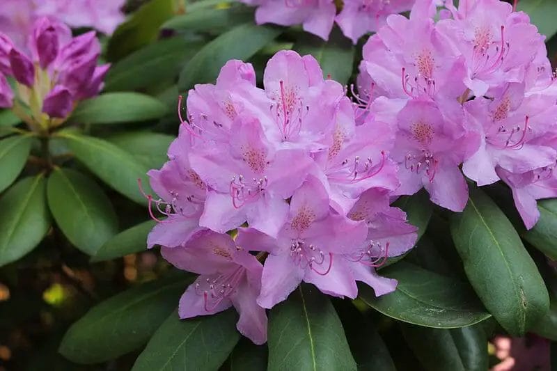 Can deer eat Rhododendron