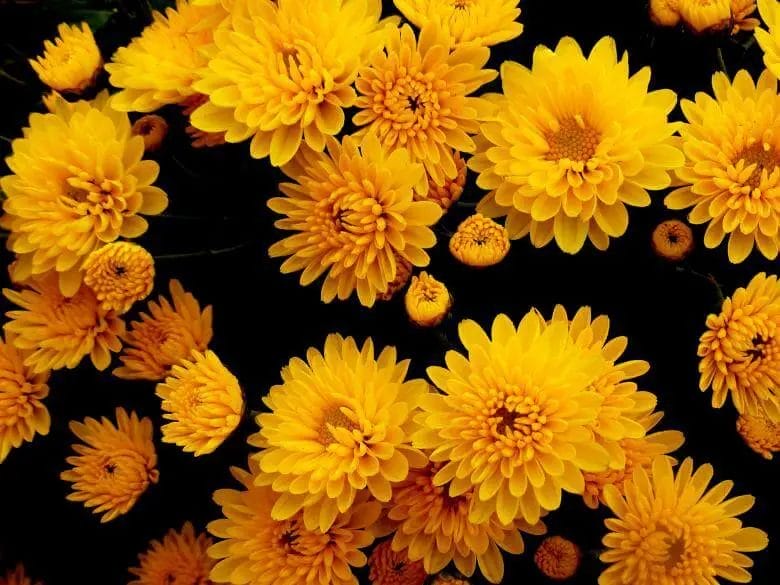Chrysanthemums are Poisonous to Deer